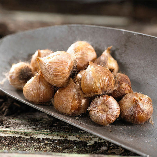 Oxalis Candy Cane Sorrel Bulbs