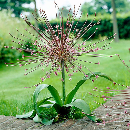 Allium Tumbleweed Ornamental Onion Bulbs
