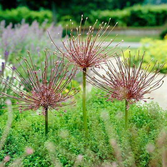 Allium Tumbleweed Ornamental Onion Bulbs