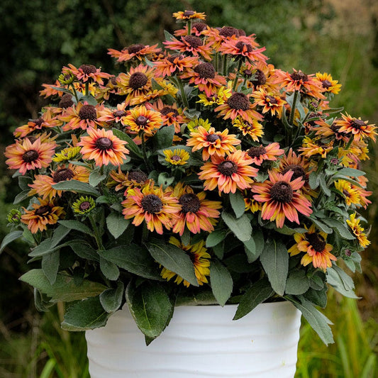 Rudbeckia Echibeckia™ Summerina Glow™ Dizz