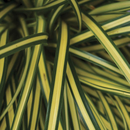 Carex Evercolor® 'Everoro' Sedge