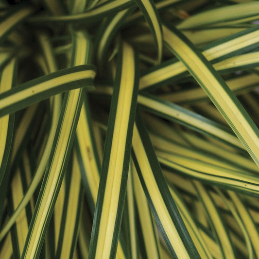Carex Evercolor® 'Everoro' Sedge