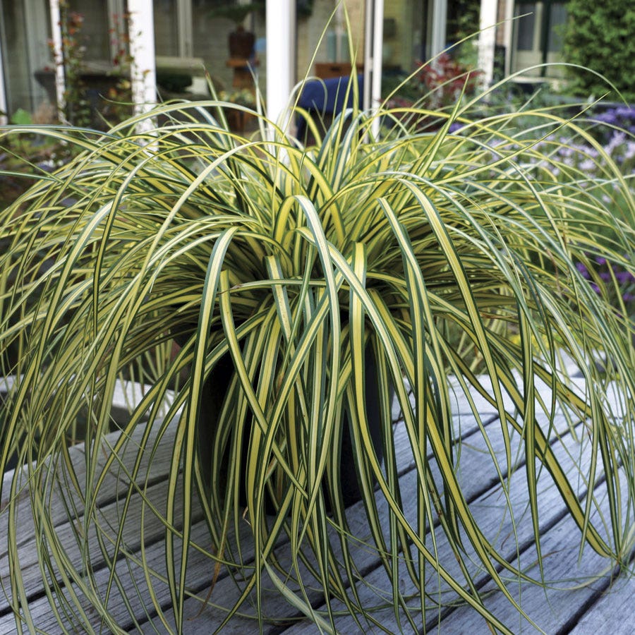 Carex Evercolor® 'Everoro' Sedge