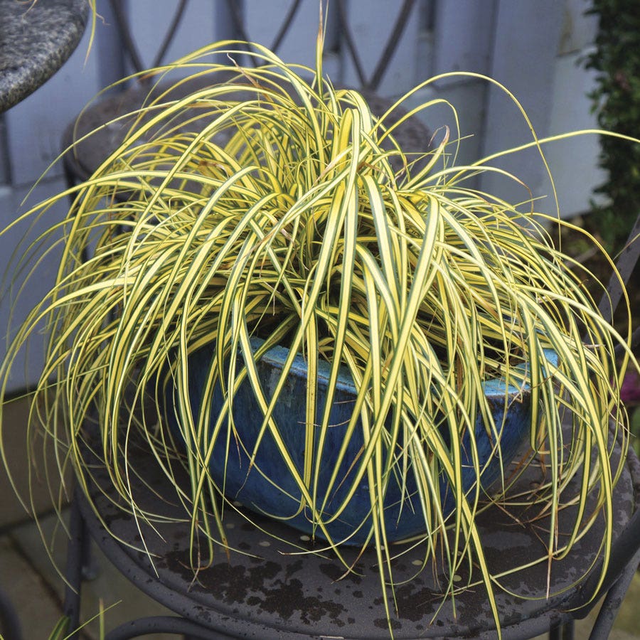 Carex Evercolor® 'Everoro' Sedge