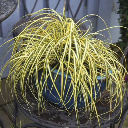 Carex Evercolor® 'Everoro' Sedge
