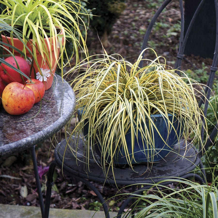 Carex Evercolor® 'Everoro' Sedge