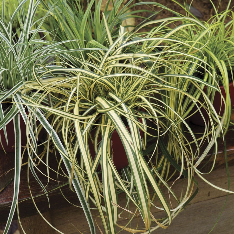Carex Evercolor® 'Everoro' Sedge