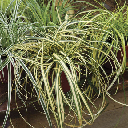 Carex Evercolor® 'Everoro' Sedge