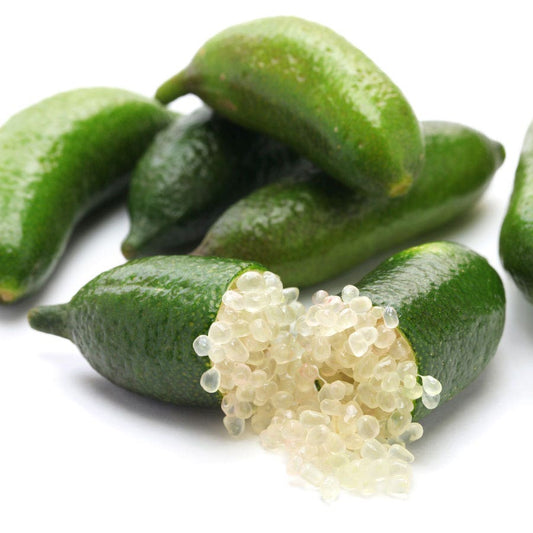 Citrus Australian Finger Lime Tree