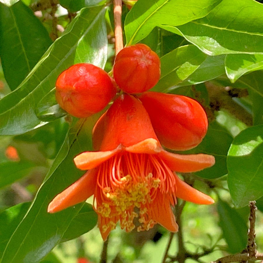Punica 'Eversweet' Pomegranate