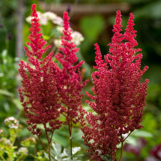 Astilbe 'Red Cattleya' False Spirea