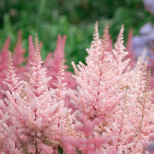 Pink Astilbe 'Sprite' False Spirea
