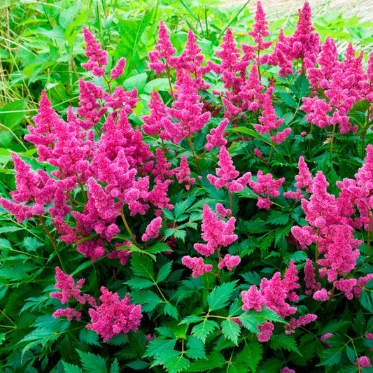 Astilbe Chinese Dwarf 'Veronica Klose' False Spirea