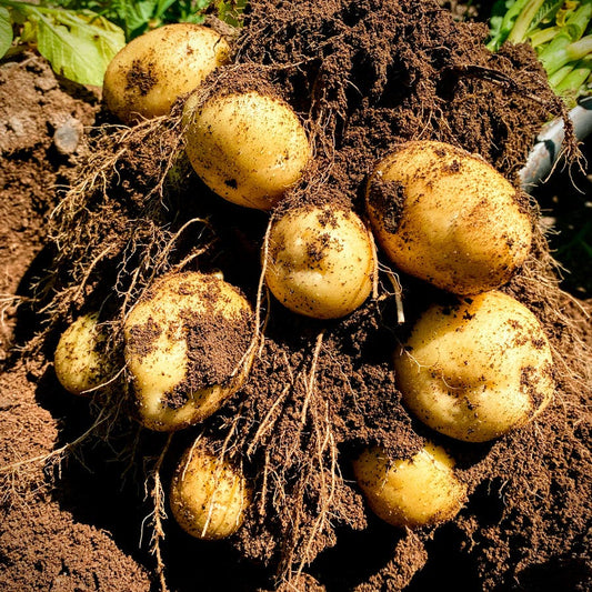 'Golden Globe' Potato - 2 Pound Bag