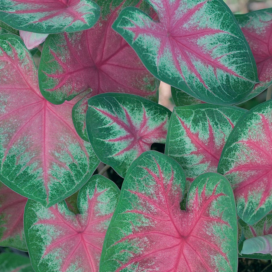 Caladium Rosebud Bulbs