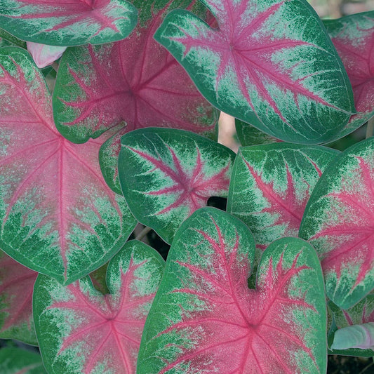 Caladium Rosebud Bulbs