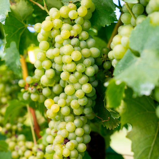 Vitis Elvira White Grape