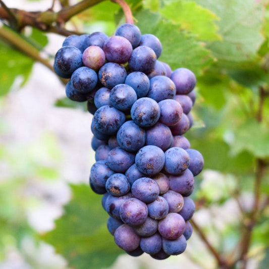 Vitis Concord Blue Seedless Grape