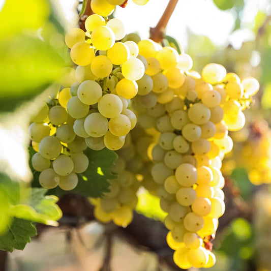 Vitis Edelweiss White Grape