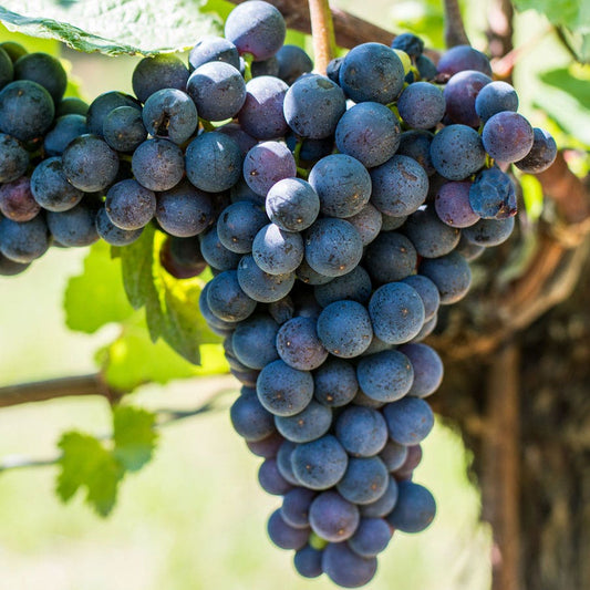 Vitis Frontenac Blue Grape