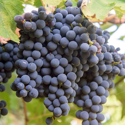 Vitis St Croix Red Grape