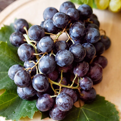 Vitis St Croix Red Grape