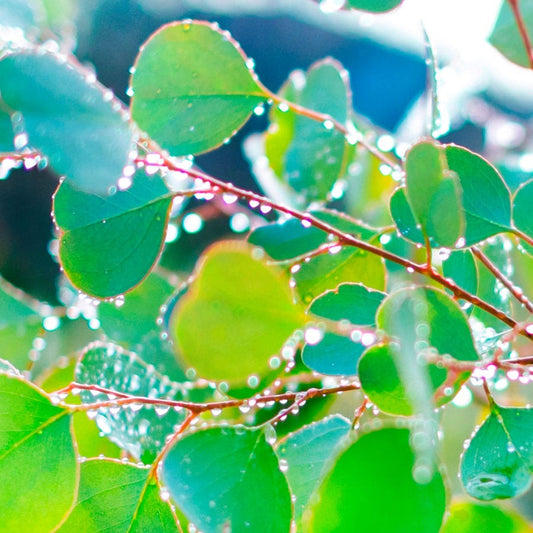 Eucalyptus polyanthemos Red Box