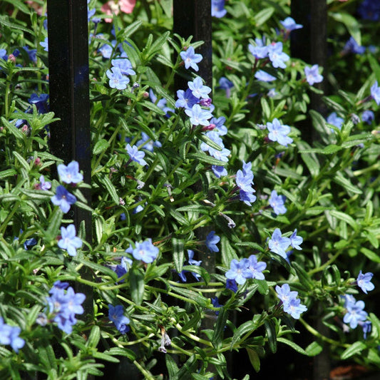 Lithodora 'Grace Ward' Gromwell