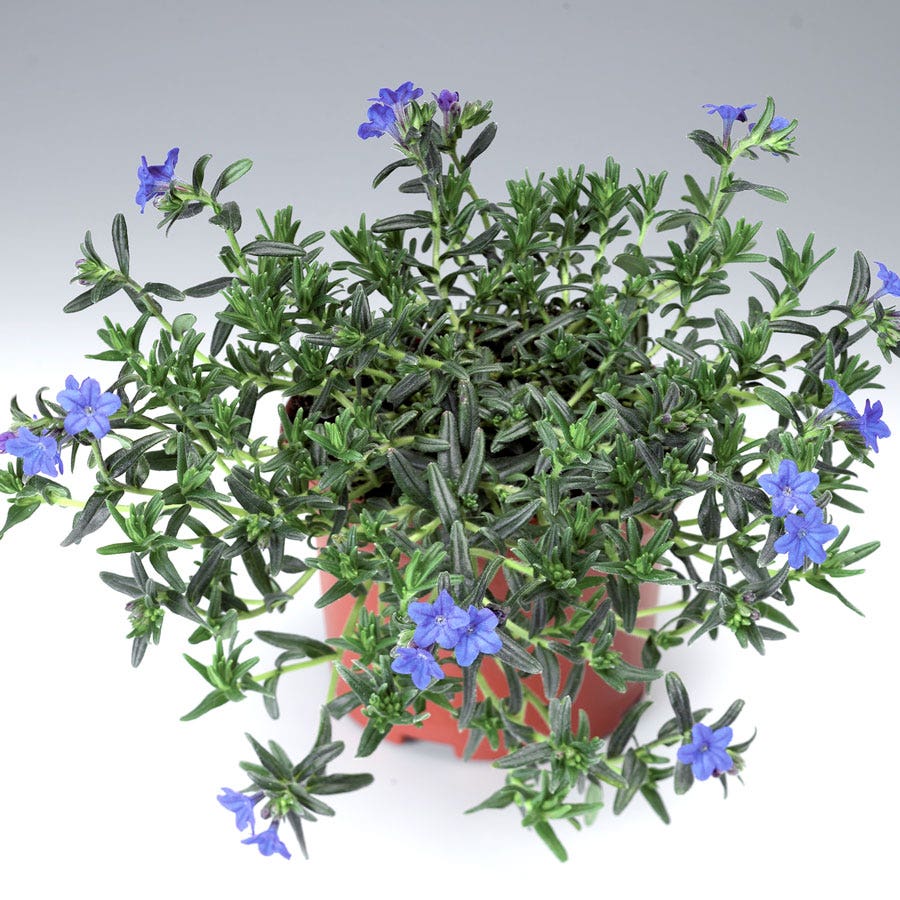 Lithodora 'Grace Ward' Gromwell