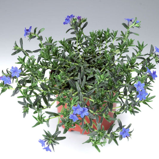 Lithodora 'Grace Ward' Gromwell