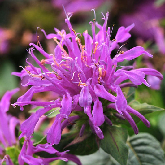 Monarda Balmy™ Lilac Bee Balm