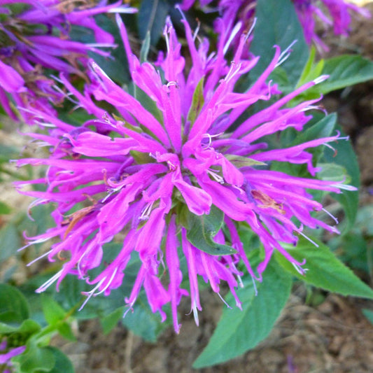 Monarda Balmy™ Lilac Bee Balm