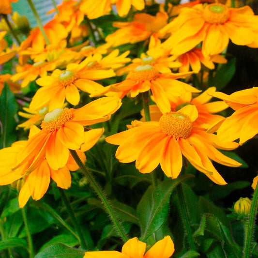 Rudbeckia 'Prairie Sun' Black-Eyed Susan