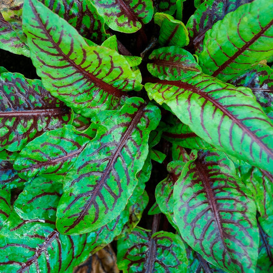 Rumex sanguineus Bloody Dock