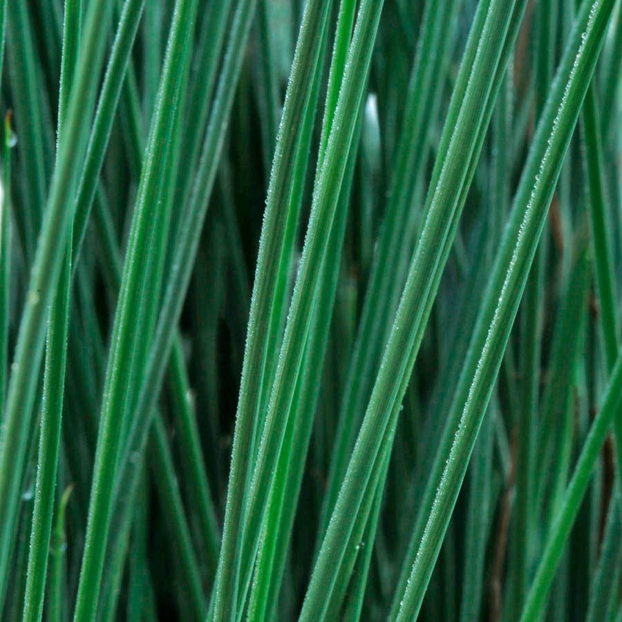 Juncus ColorGrass® 'Blue Arrows' Rush