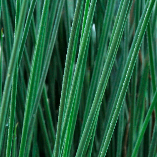 Juncus ColorGrass® 'Blue Arrows' Rush