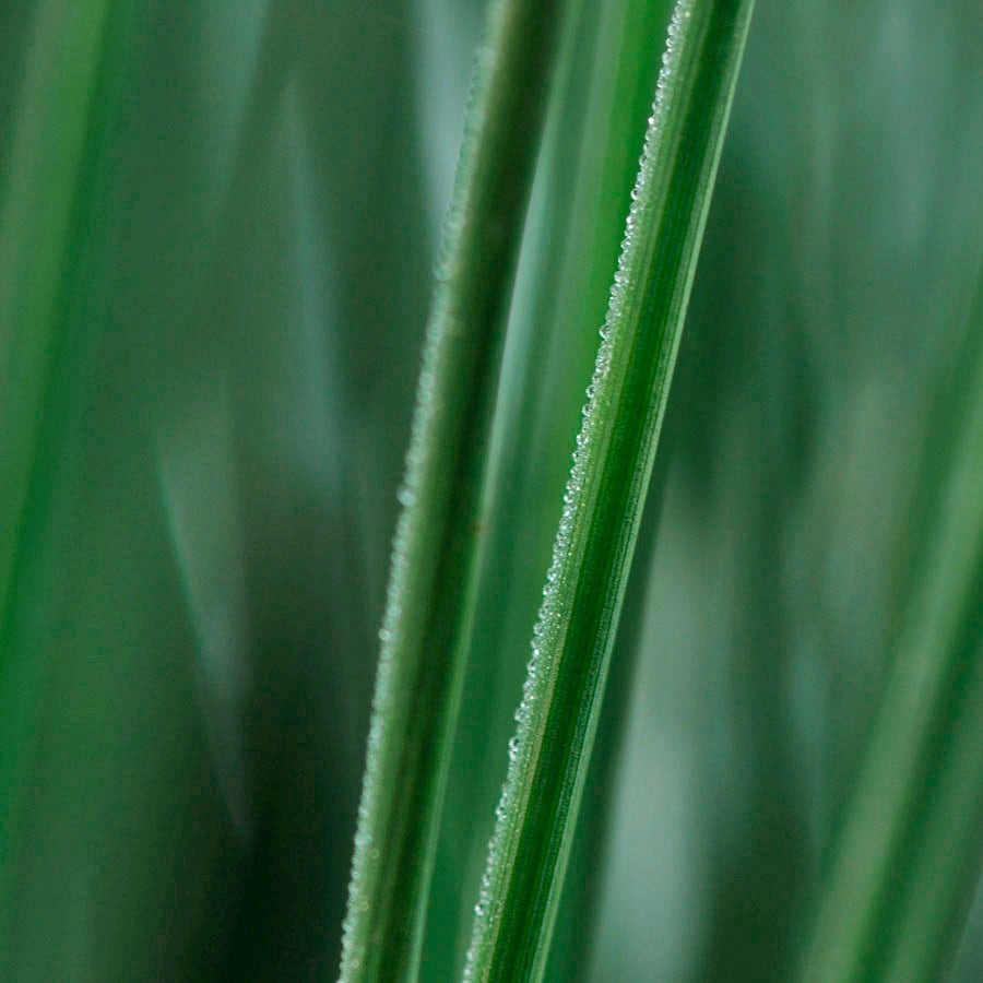 Juncus ColorGrass® 'Blue Arrows' Rush