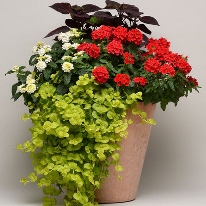 hanging jenny plant Lysimachia Creeping Jenny – Wayside Gardens