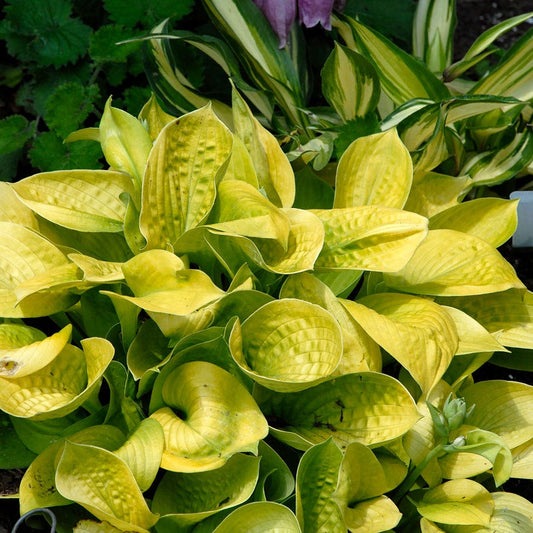 'Maui Buttercups' Hosta