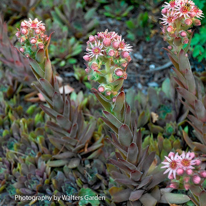 succulent with purple stem Sempervivum 'Purple Beauty' Hens & Chicks – Wayside Gardens
