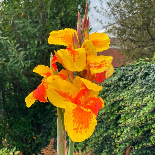 Canna Lily 'Taroudant' Bulb