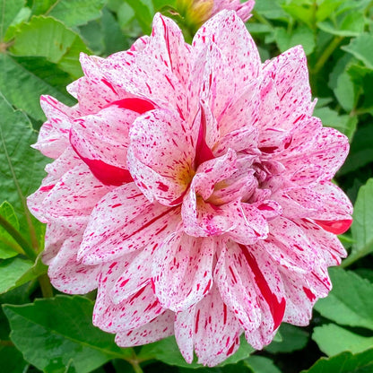 Dahlia Decorative Go Go Speckled Bulb