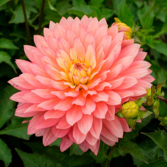 Dahlia 'Extase' Decorative Pink Dahlia Bulb