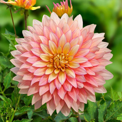 Dahlia 'Extase' Decorative Pink Dahlia Bulb