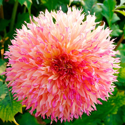 Myrtle's Folly Dinner Plate Dahlia Bulb