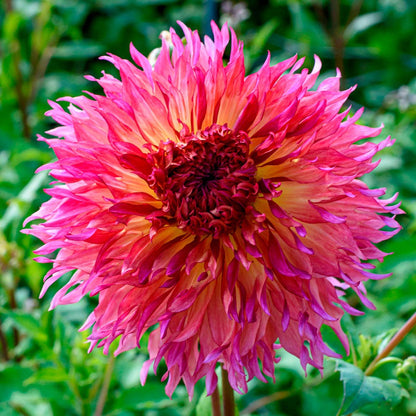 Myrtle's Folly Dinner Plate Dahlia Bulb