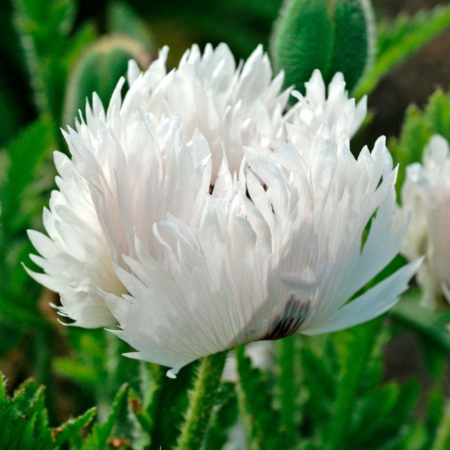 Papaver White Ruffles Poppy Bulb