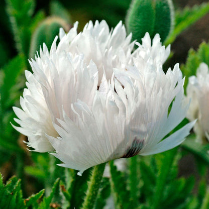 Papaver White Ruffles Poppy Bulb