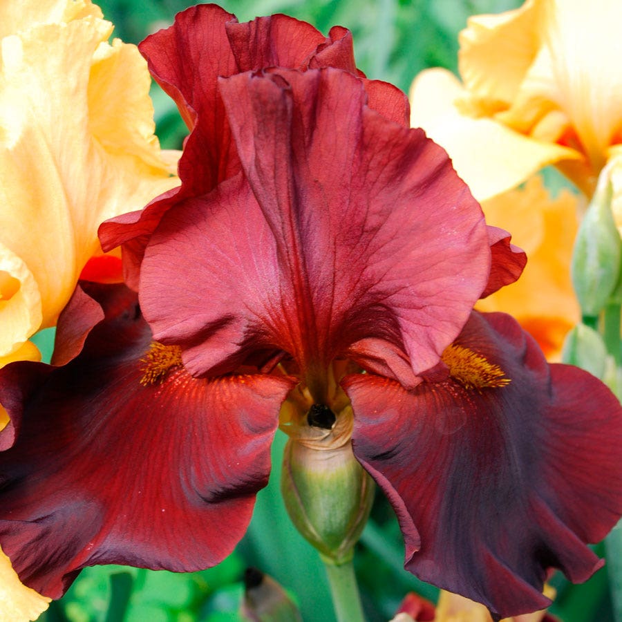 Iris 'War Chief'