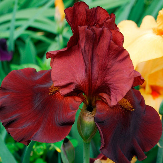 Iris 'War Chief'